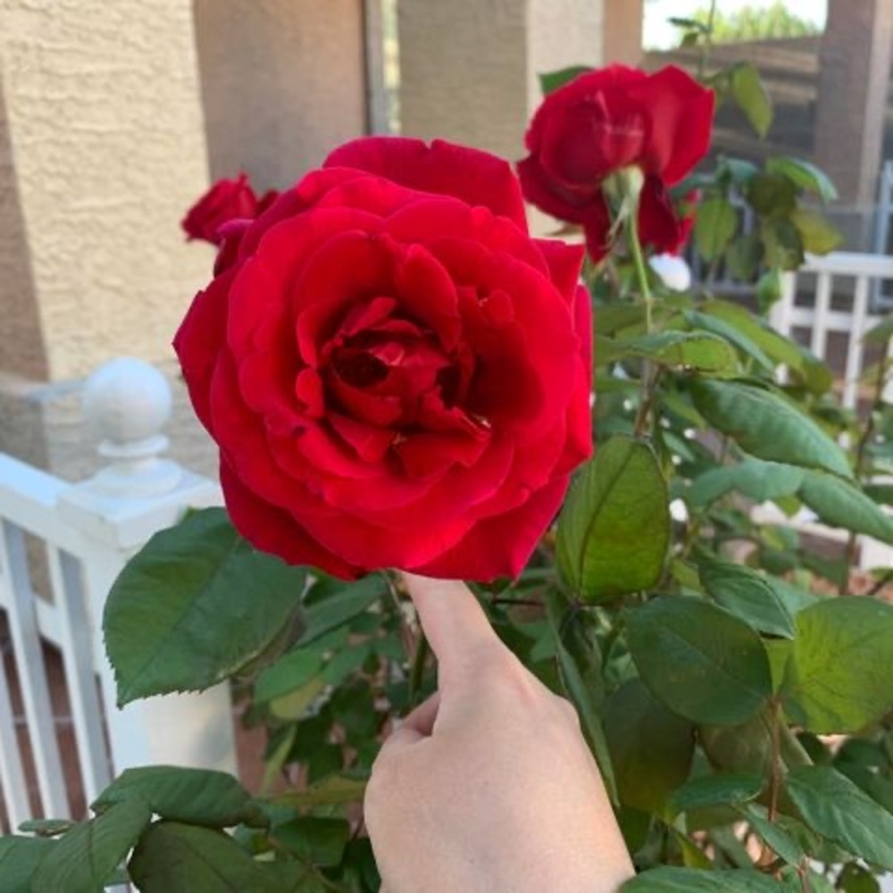 Meet your Posher, Joanna